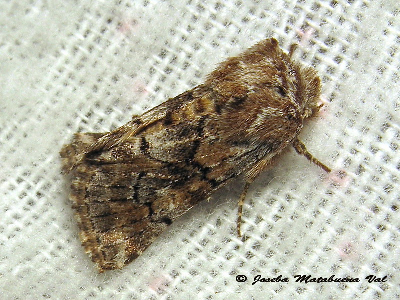 Cleonymia yvanii - Noctuidae ? S